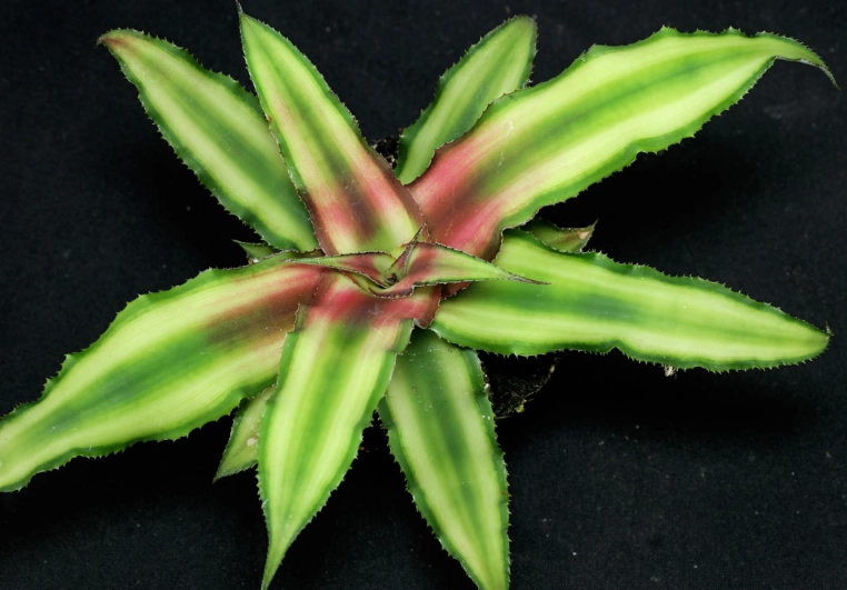 Cryptanthus watering