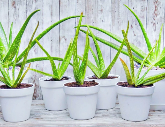aloe vera plant care