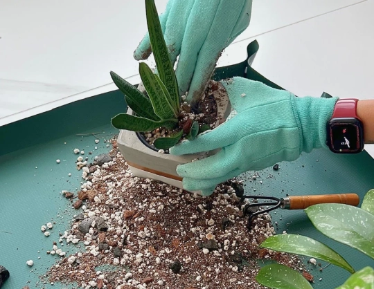 christmas cactus repotting