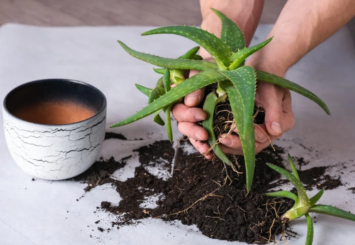 repotting aloe plant