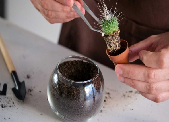 christmas cactus repotting