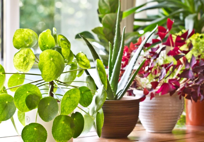 best indoor plants for beginners