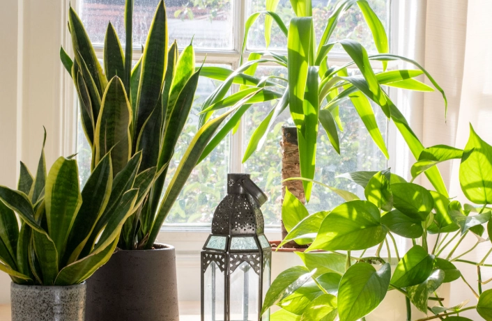 low light houseplants