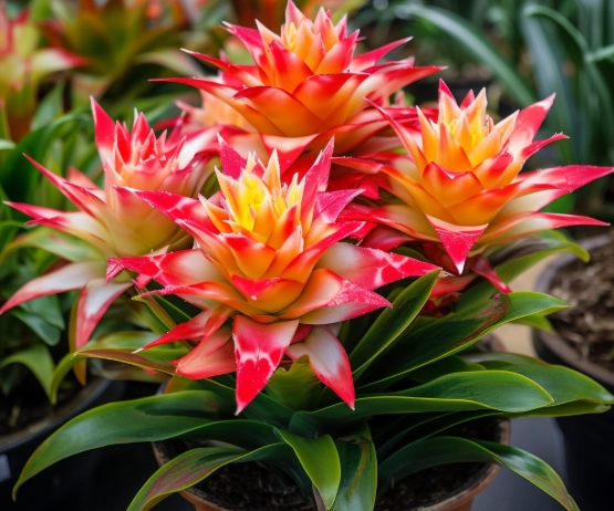 low light houseplants