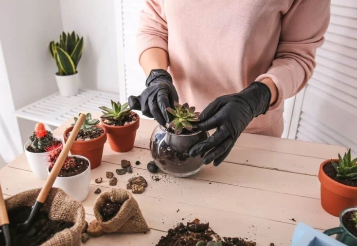 transplant succulents