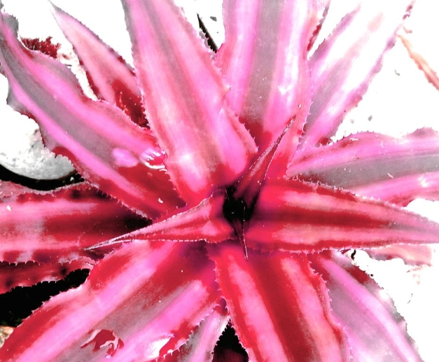 Cryptanthus watering