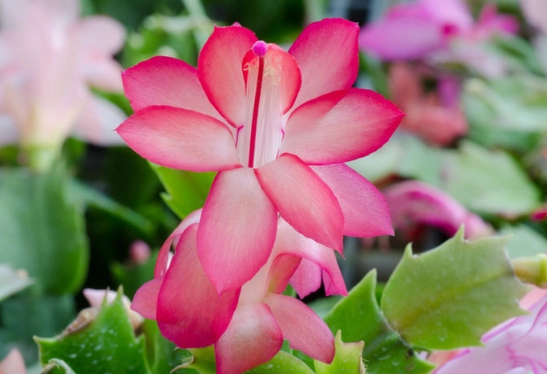 christmas cactus bloom time