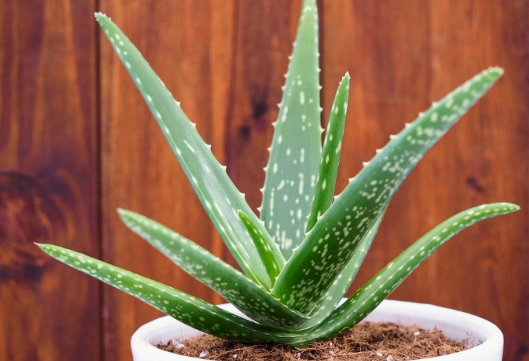 types of aloe plants
