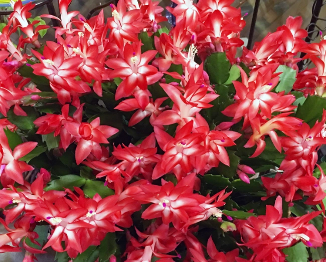 christmas cactus repotting