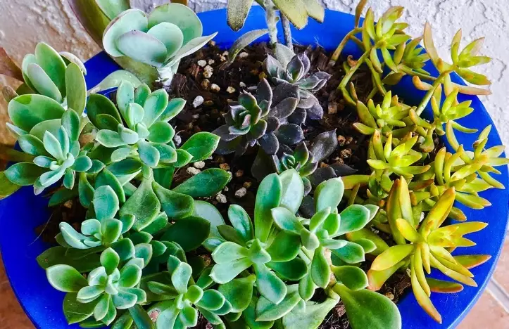 transplant succulents
