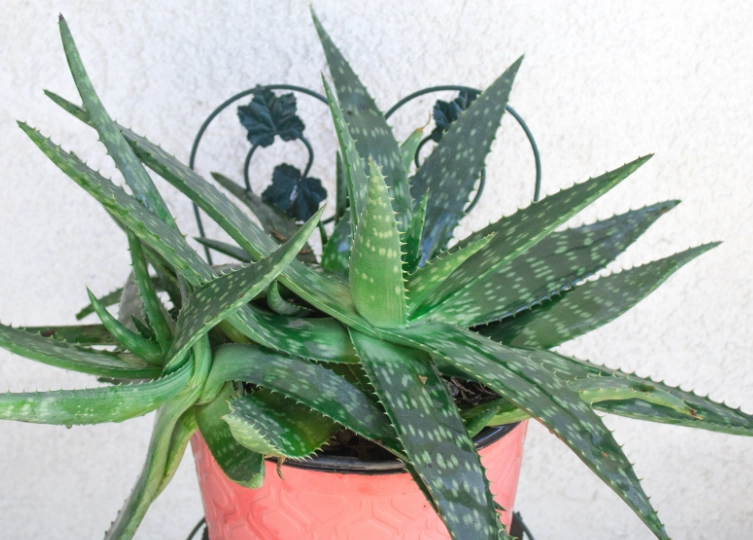 how to grow aloe