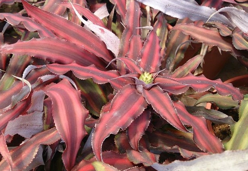 Cryptanthus bivittatus care