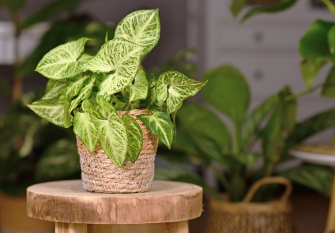 best indoor plants for beginners