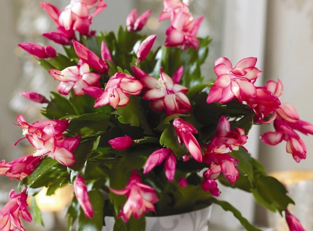 christmas cactus bloom time