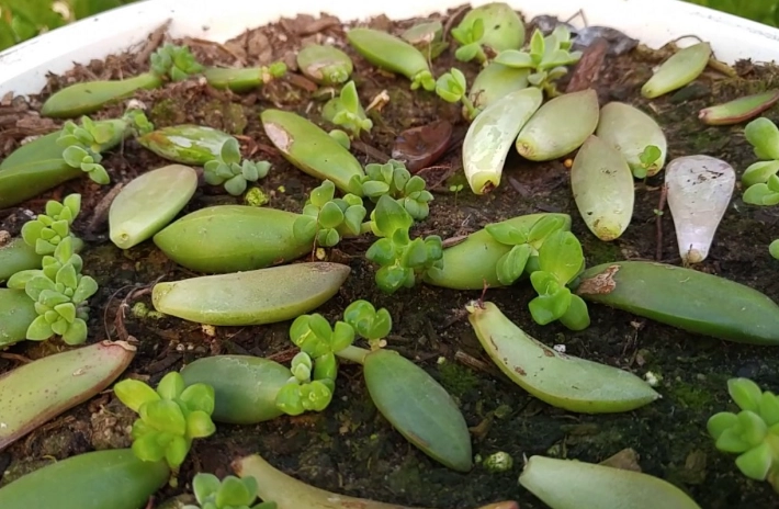 repotting succulents