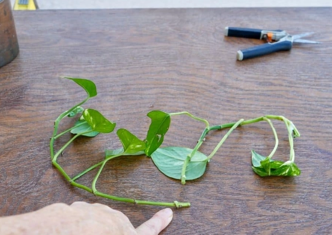 propagate pothos from cuttings