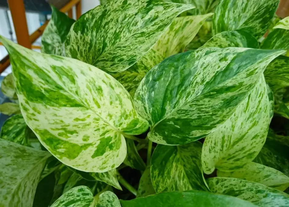 golden pothos care