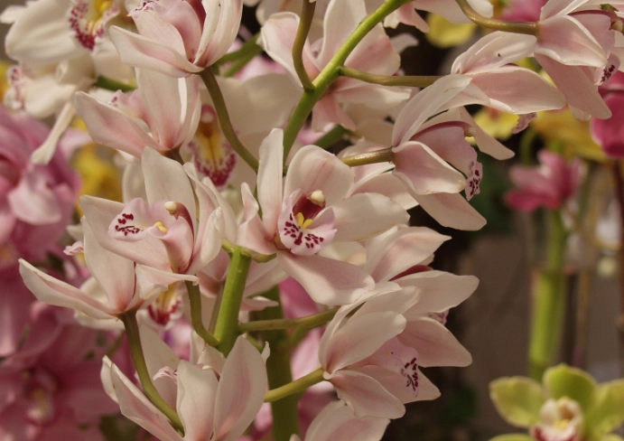 cymbidium orchid care