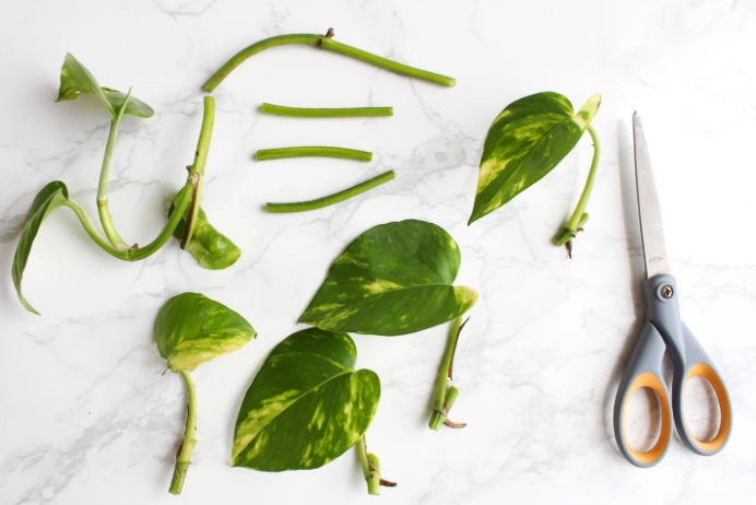 pothos propagation in water