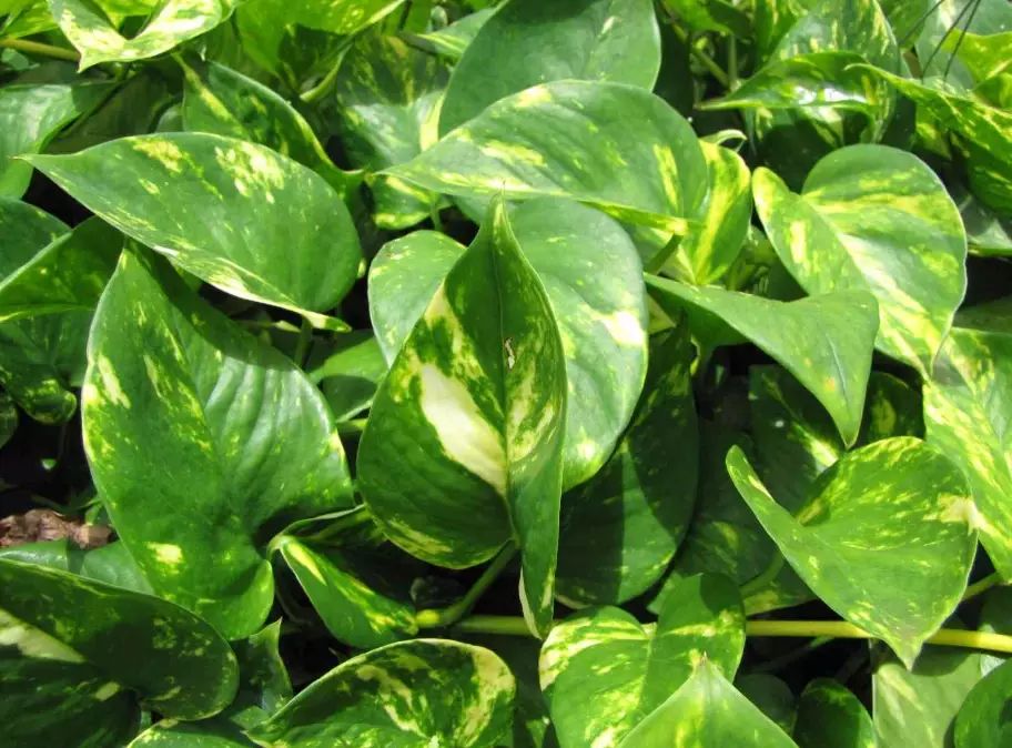 low light houseplants