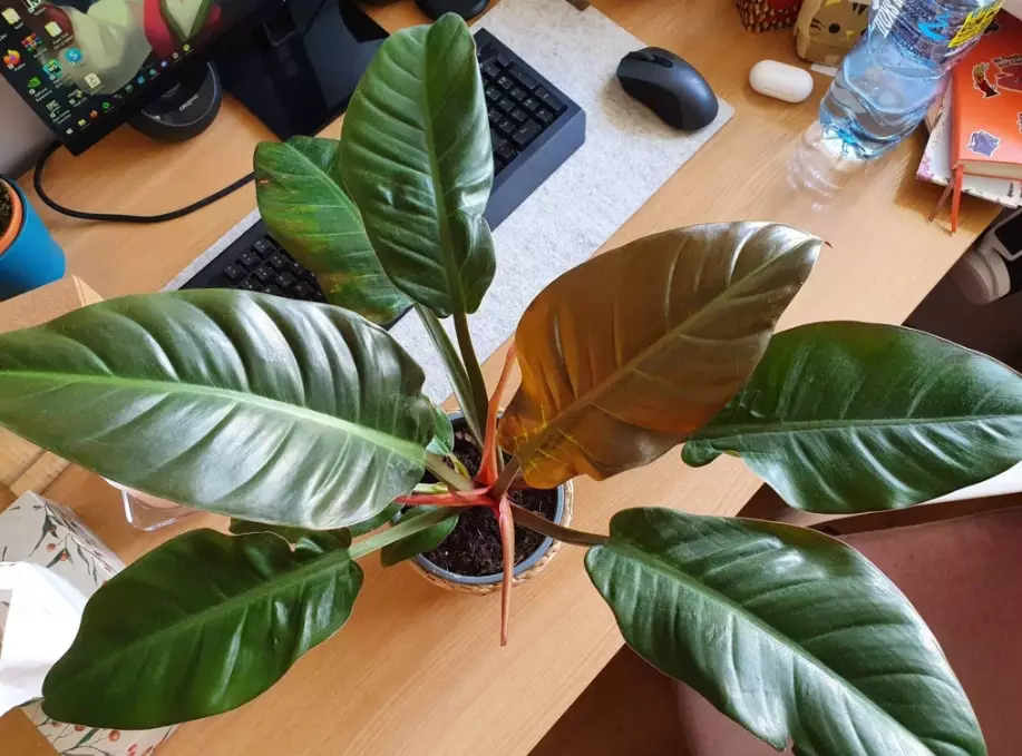 philodendron imperial red