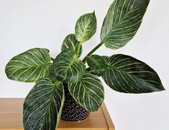 philodendron birkin care