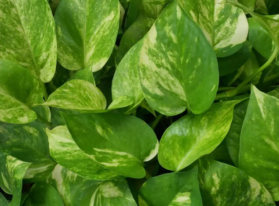 how to propagate pothos