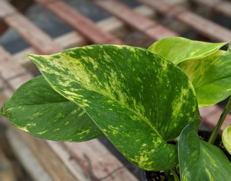 golden pothos care