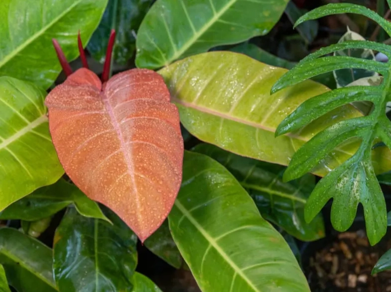 red imperial philodendron watering