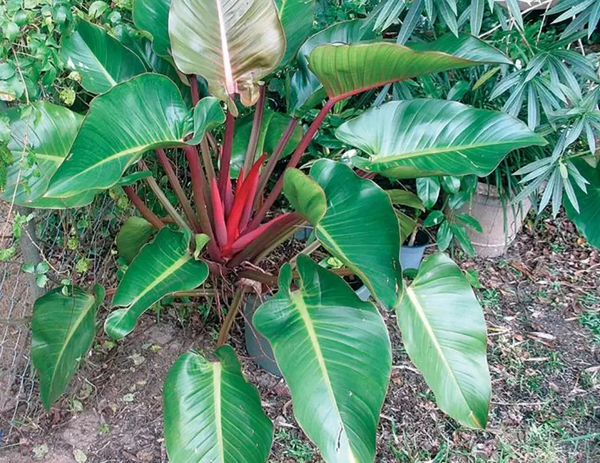 red imperial philodendron care