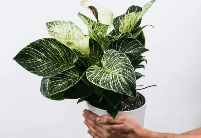 variegated houseplant