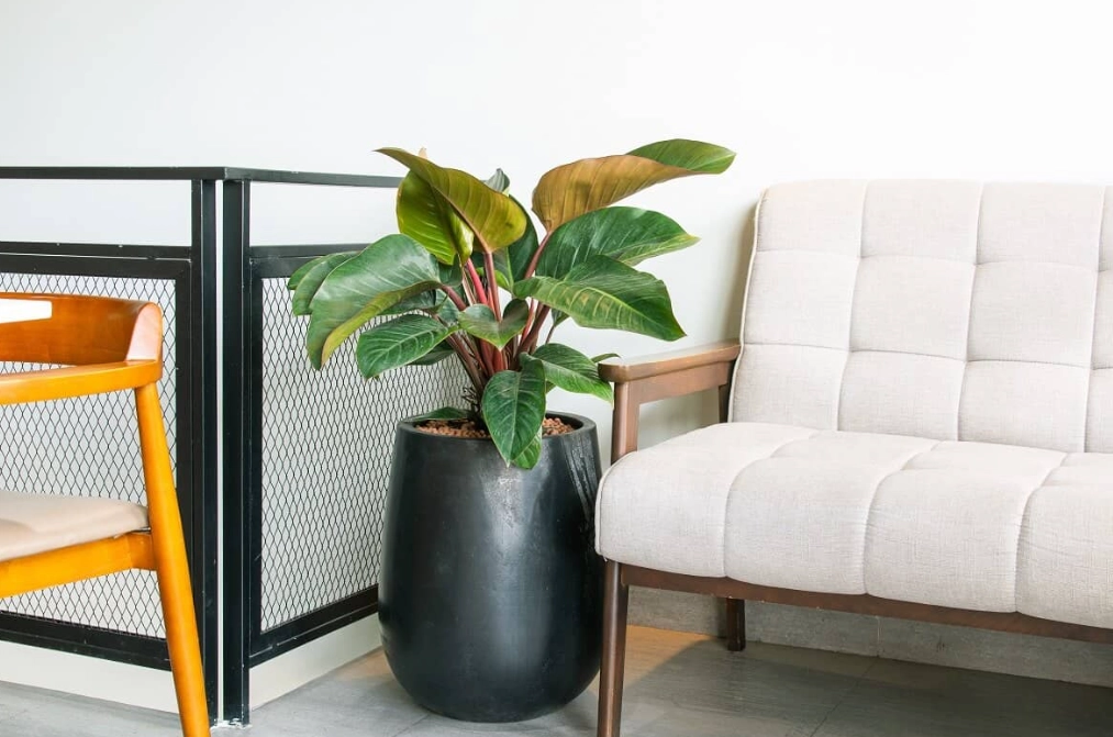 red imperial philodendron watering