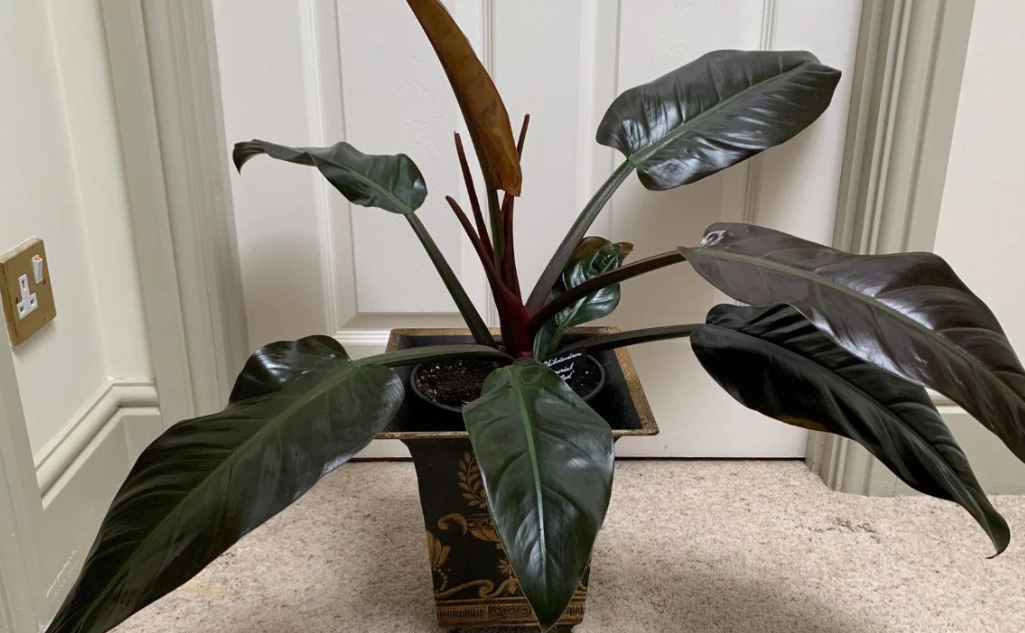 red imperial philodendron care