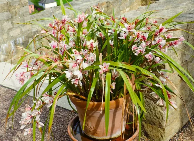 cymbidium orchids for beginners