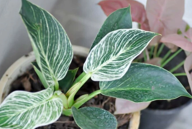 philodendron birkin reverting