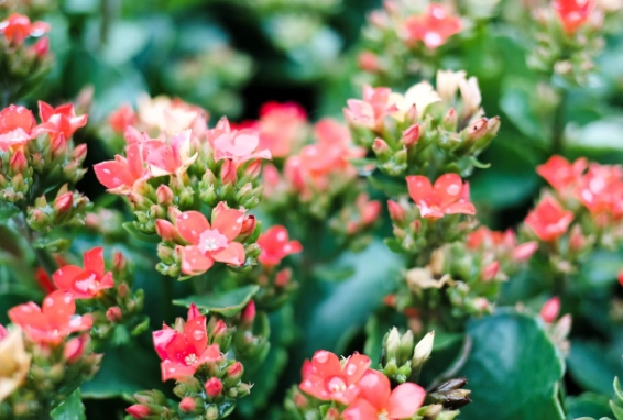 how to care for kalanchoe