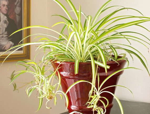 chlorophytum comosum