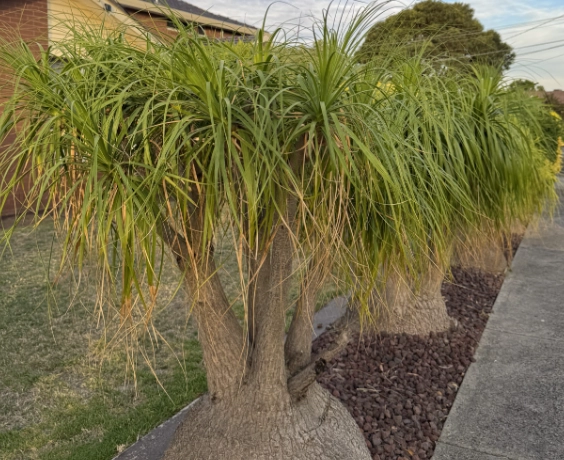 beaucarnea recurvata
