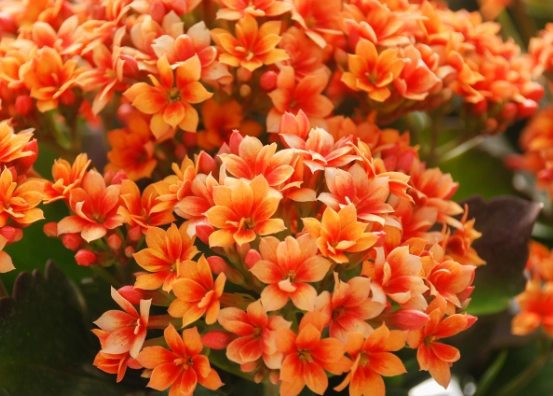kalanchoe plant care