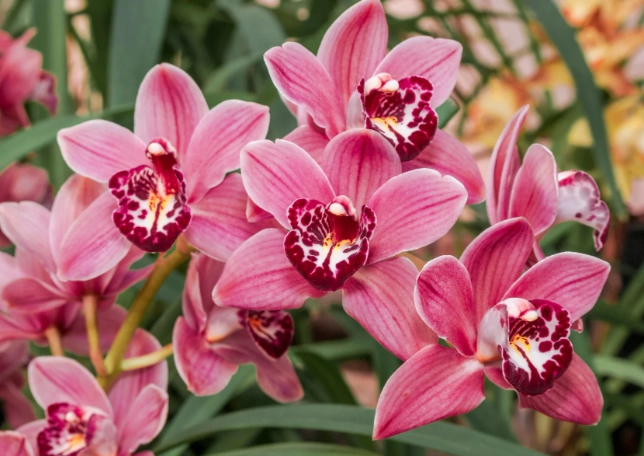 cymbidium orchid care