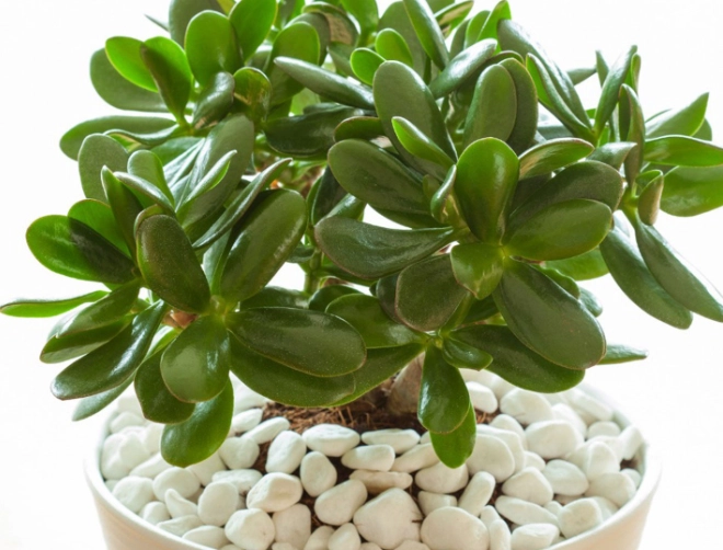 how to care for a jade plant