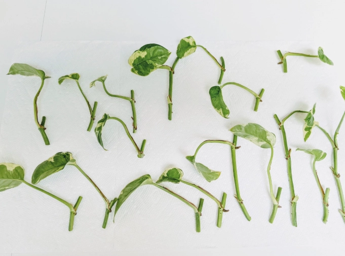 propagate pothos from cuttings