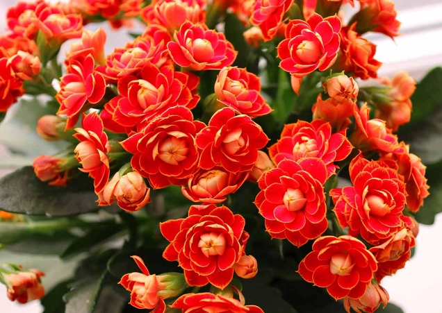kalanchoe plant care
