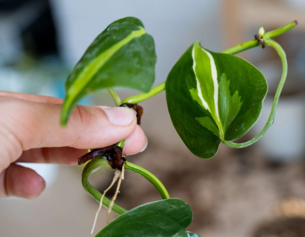 pothos propagation in water