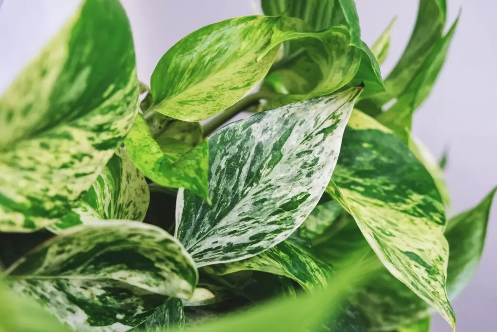 pothos plant care