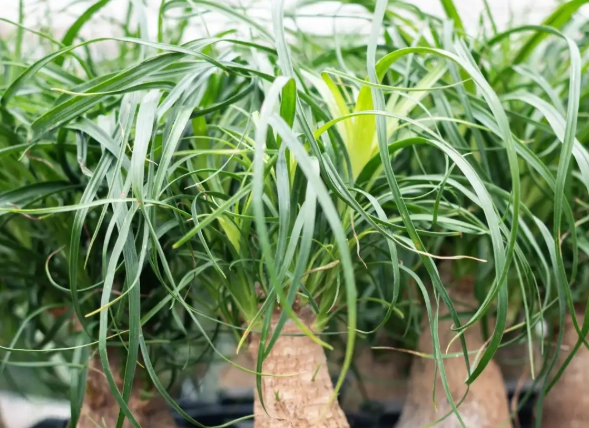 beaucarnea recurvata