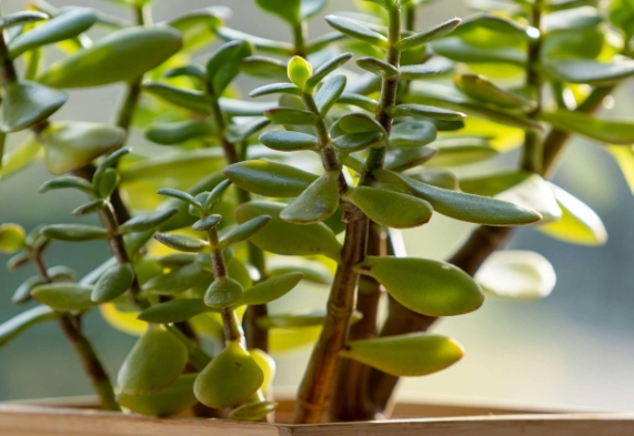 how to care for a jade plant