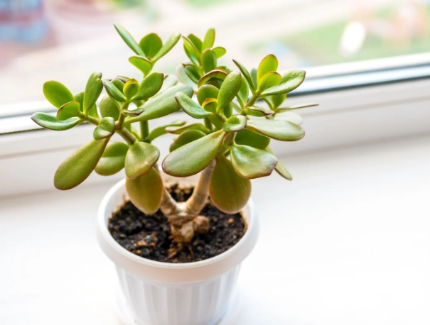 jade plant watering