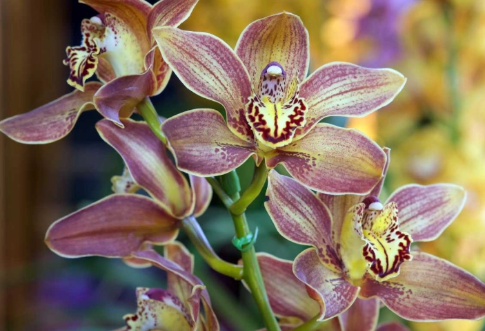 cymbidium orchids for beginners