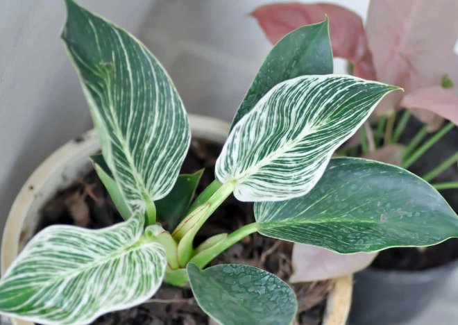 variegated houseplant